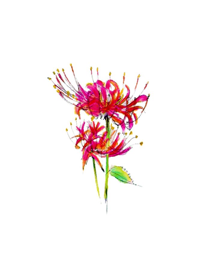彼岸花